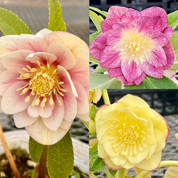 松村ナーセリーさんのクリスマスローズ：カラーゴールドダブル3号ポット 6株セット