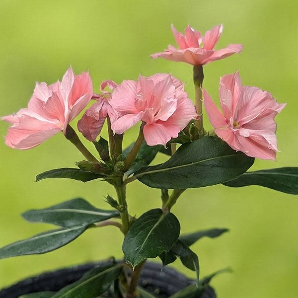 [26年5月中下旬予約]ニチニチソウ：天使のビンカ エンジェルピーチ3.5号ポット