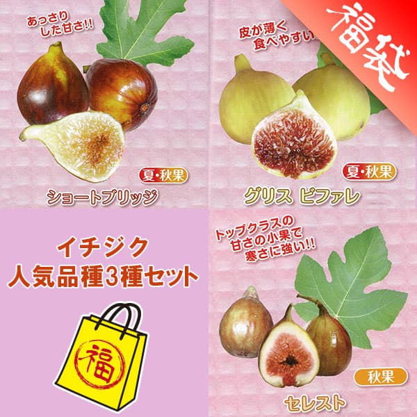 イチジク人気品種の苗木3種セット（ショートブリッジ・グリスビファレ・セレスト）