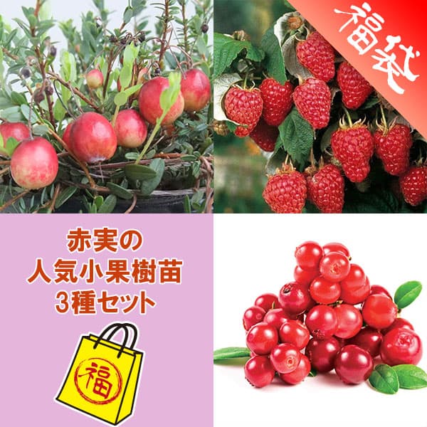 赤実の人気小果樹苗3種セット（クランベリー・リンゴンベリー・ラズベリー ポラナ）