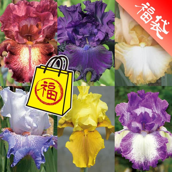 ジャーマンアイリス：カラフル6種セットE