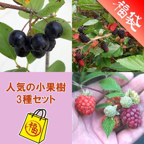 人気の小果樹苗3種セット（ラズベリー グレンモイ・スイートマルベリー・アロニア チョコベリー）