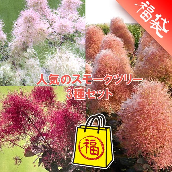 人気のスモークツリー苗木3種セット
