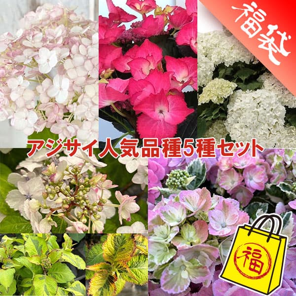 アジサイ人気品種5種セット