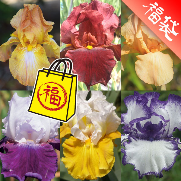 ジャーマンアイリス：カラフル6種セットF