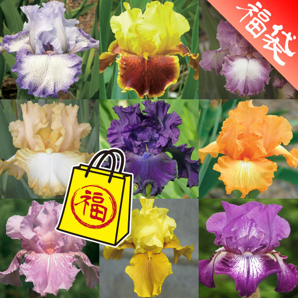 ジャーマンアイリス：カラフル9種セットB