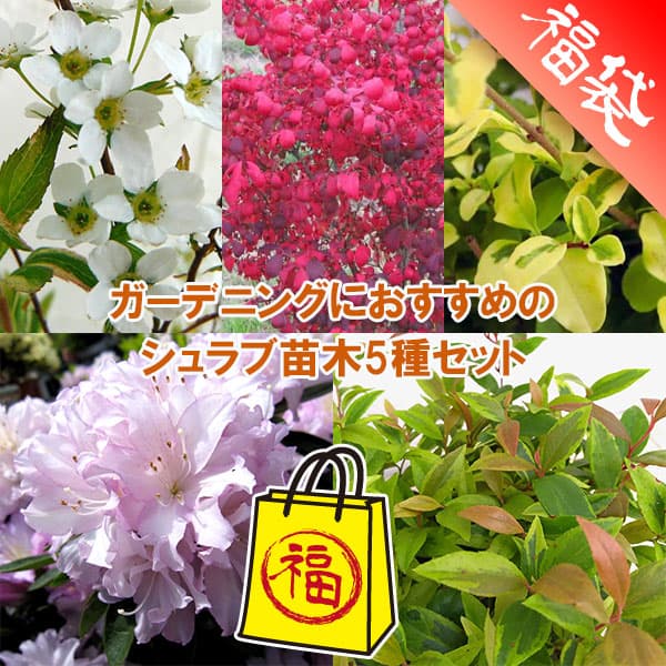 ガーデニングにおすすめのシュラブ苗木5種セット