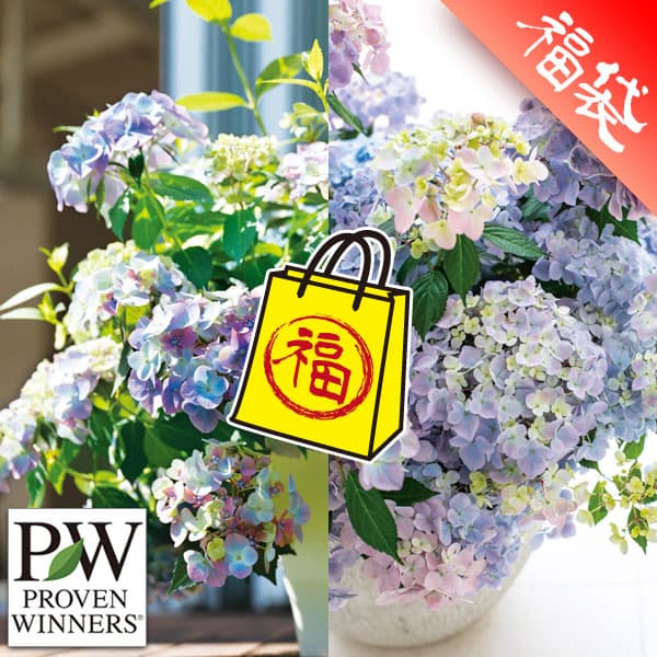 ラグランジア（アジサイ）超多花性ペアセット