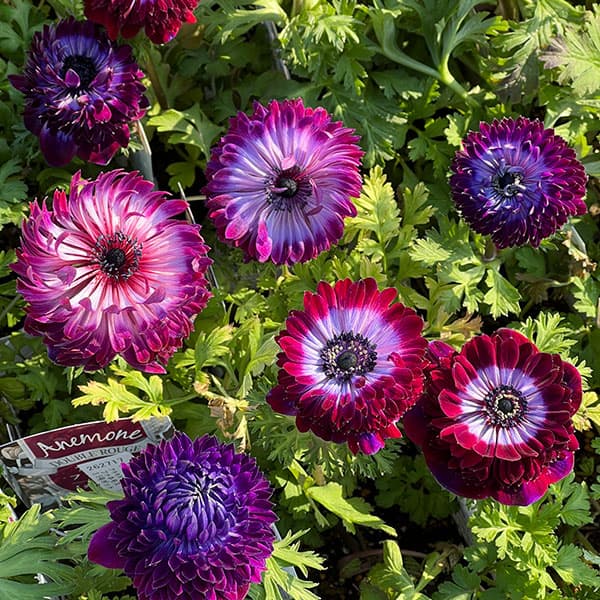 アネモネ：ファネモス　ダブルルージュ3.5号ポット