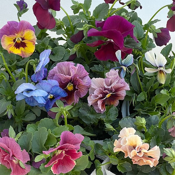 うえたコレクションパンジービオラ：ビンテージセット3.5号ポット