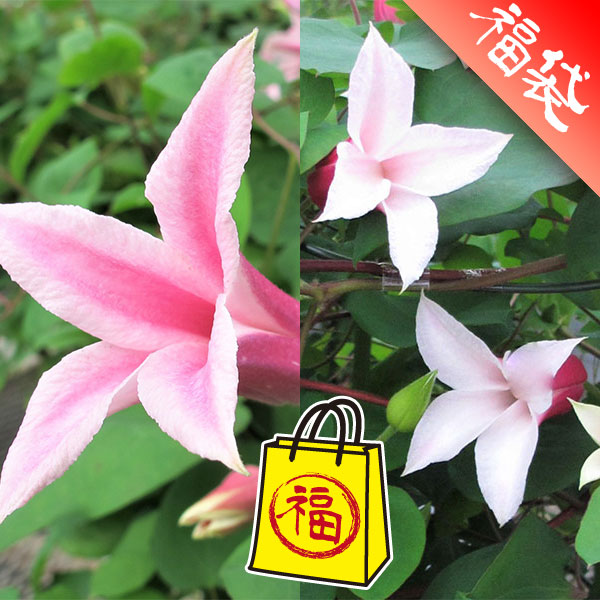 クレマチス：ダイアナ姉妹2品種セット（アイフクシマ・エールフクシマ）