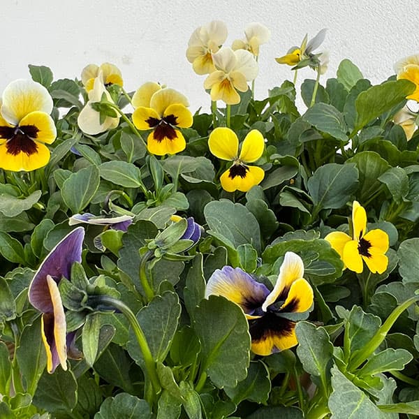 見元園芸さんのビオラ：トルニー（イエロー系）3.5号ポット