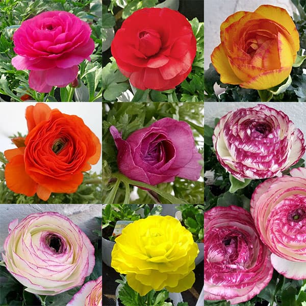 ラナンキュラス：スプリンクル花色アソート3.5号ポット 4株セット