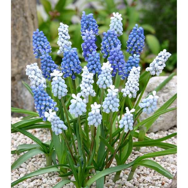 ムスカリ：品種見計らい3号ポット 7個セット