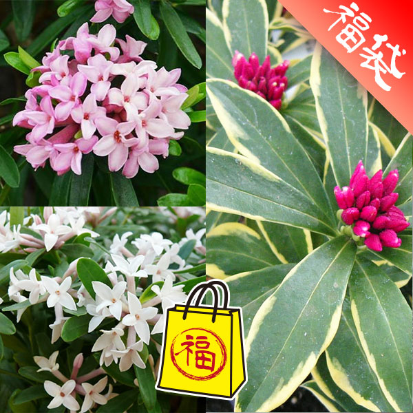 ジンチョウゲ（沈丁花）魅力の３品種セット