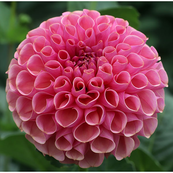 [26年3月中下旬予約]ダリアの球根：（ボール咲き中型）トキメキ1球