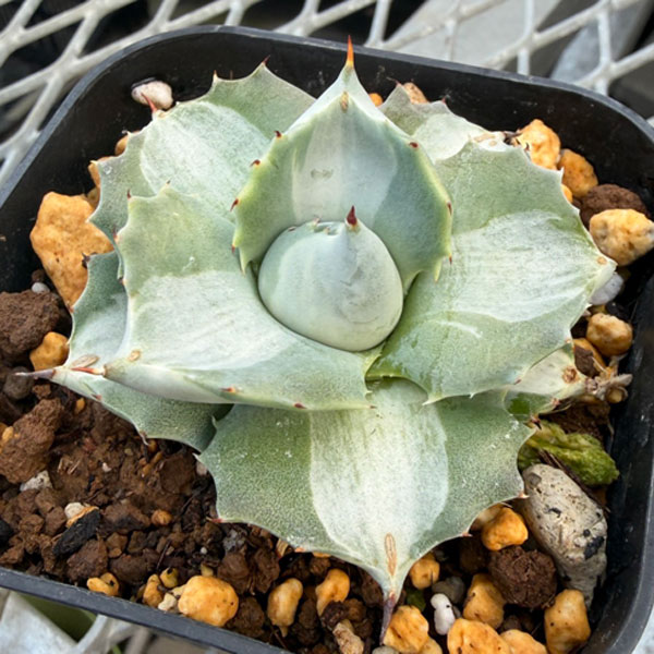 アガベ：王妃雷神錦（おうひらいじんにしき）2.5号ポット*