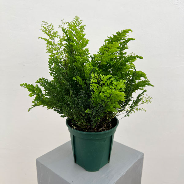 アジアンタム：リサ　5号鉢植え