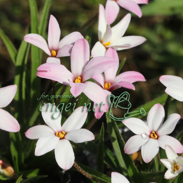 [26年2月中下旬予約]アッツザクラ（ロドヒポキシス）：ジューンブルーム2.5号ポット