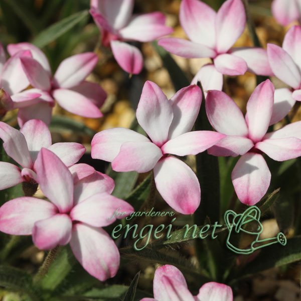 [26年2月中下旬予約]アッツザクラ（ロドヒポキシス）：絞り2.5号ポット