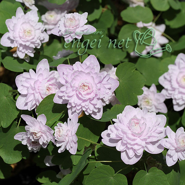 [26年1月中下旬予約]バイカカラマツ：大輪八重（桃花）3号ポット