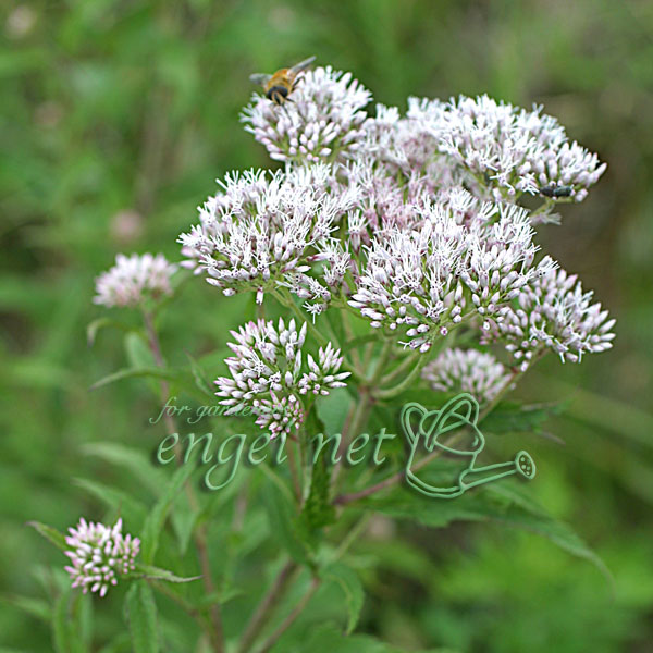 [26年2月中下旬予約]ヒヨドリバナ3号ポット