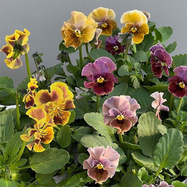 春待ちビオラ　MSKガーデン小輪バタフライフリンジビオラ：エンジェルウィング　アーバンスモーキー3号ポット 6株セット