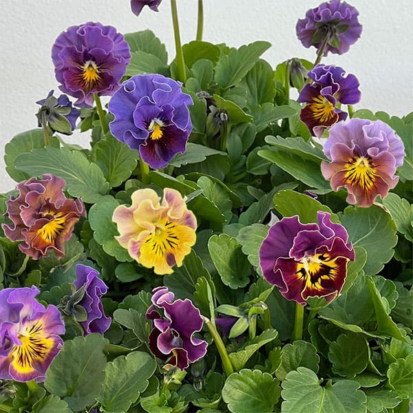 春待ちビオラ　MSKガーデン小輪バタフライフリンジビオラ：エンジェルウィング　パープル3号ポット 6株セット