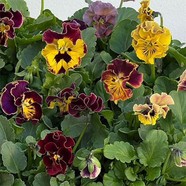 [送料無料]春待ちビオラ　MSKガーデン小輪バタフライフリンジビオラ：エンジェルウィング　マロン3号ポット 12株セット