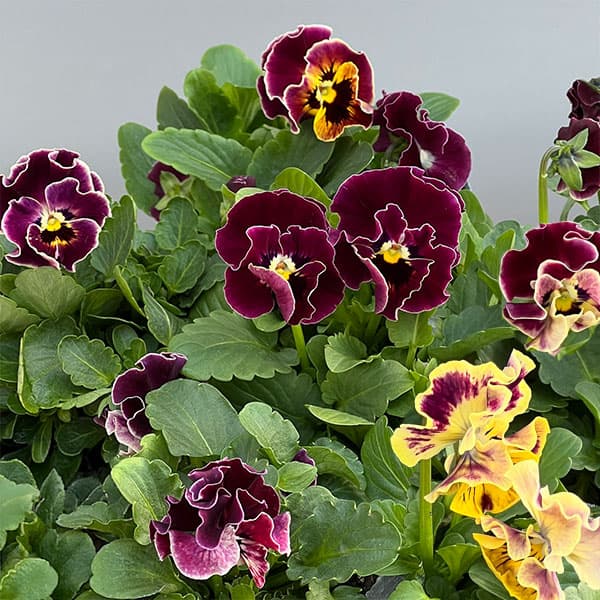 [送料無料]春待ちビオラ　MSKガーデン小輪フリンジパンジー：ミューズ　スカーレットバイカラーアソート3号ポット 12株セット