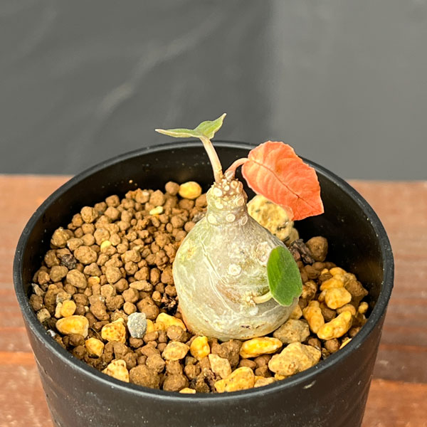 ドルステニア：フォエチダ　2.5号鉢植*え