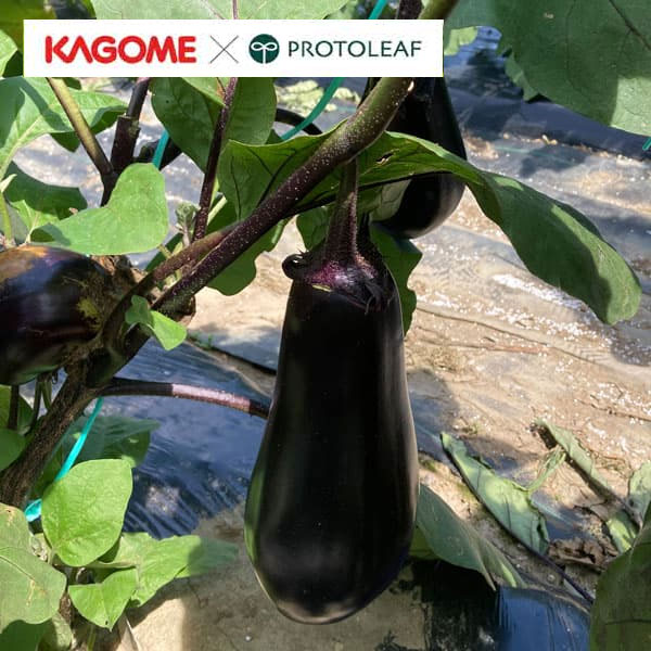 [送料無料][26年5月中下旬予約]ナス：カゴメ　紫中長ナス　すなお自根苗3号ポット* 24株セット