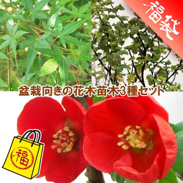 盆栽向きの花木苗木3種セット