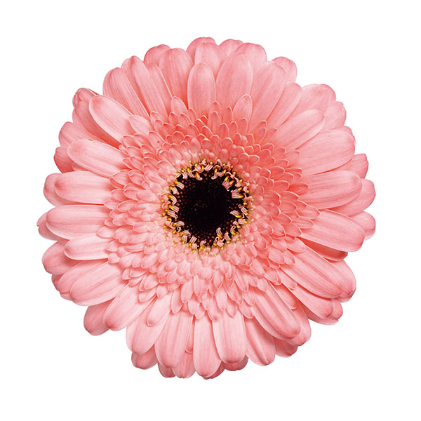 ガーデンガーベラ（ガルビネア）：スイート　ペストリー3.5号ポット