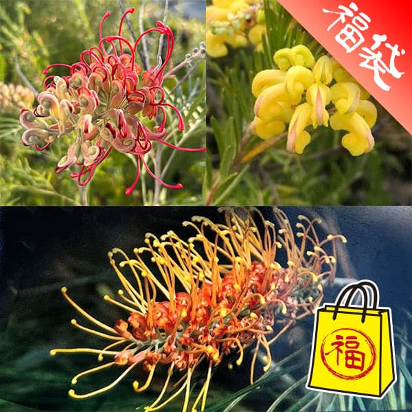 花がよく咲くグレビレア3種セット