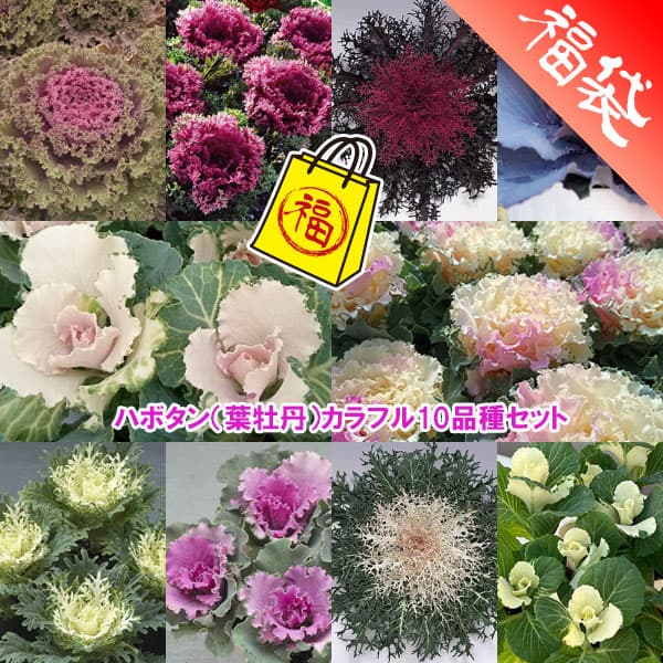 ハボタン（葉牡丹）カラフル10品種セット