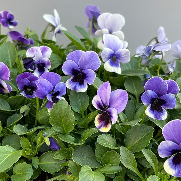 見元園芸さんのビオラ：トルニー（ブルー系）3.5号ポット 6株セット