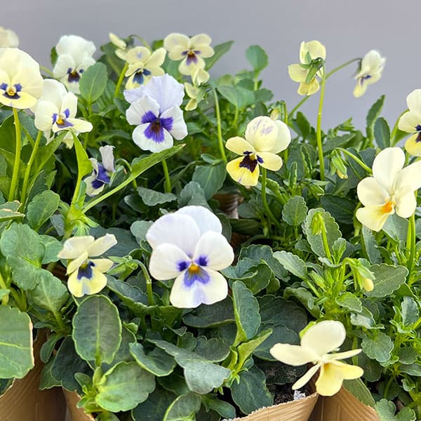 見元園芸さんのビオラ：トルニー（ホワイト系）3.5号ポット 6株セット