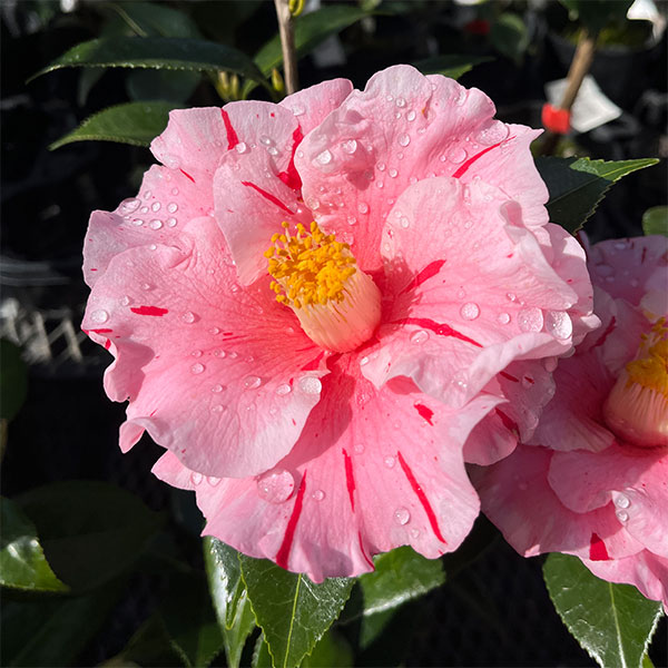 椿（ツバキ）：チャールズヘンティー　4号ポット