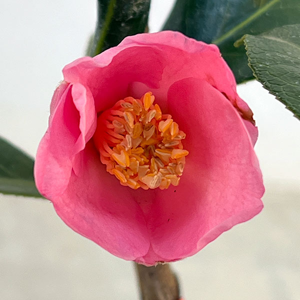 椿（ツバキ）：専徳庵（セントクアン）　4号ポット