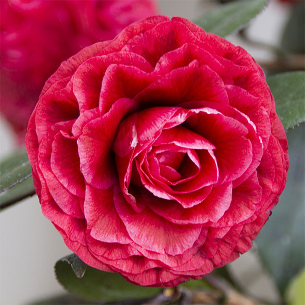 椿（ツバキ）：金華美女（キンカビジョ）4号ポット