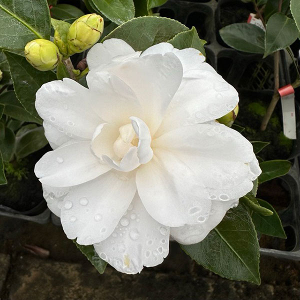 椿（ツバキ）：トワイライト4号ポット