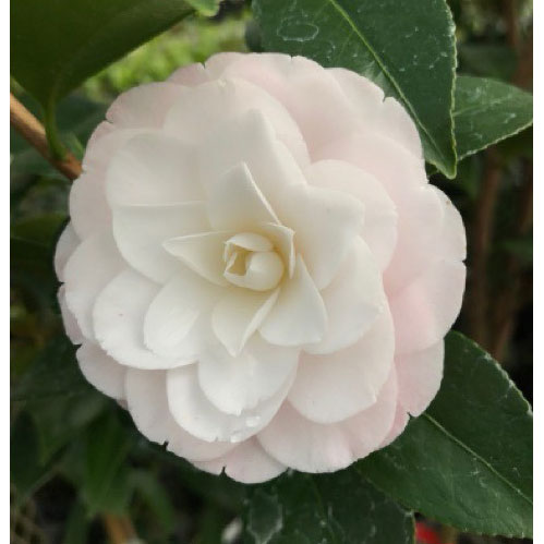 椿（ツバキ）：タミア　4号ポット