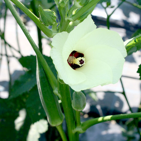 [26年4月下旬予約]おうち野菜オクラ：満天(R)3号ポット自根苗 6株セット