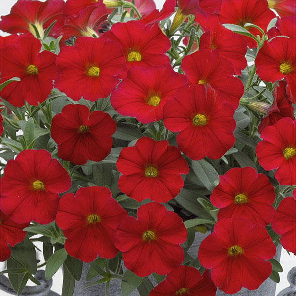 カリブラコア×ペチュニア：パワーシスターズ　ルナレッド3号ポット