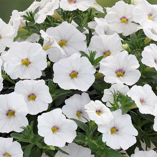 カリブラコア×ペチュニア：パワーシスターズ　ウエンディホワイト3号ポット