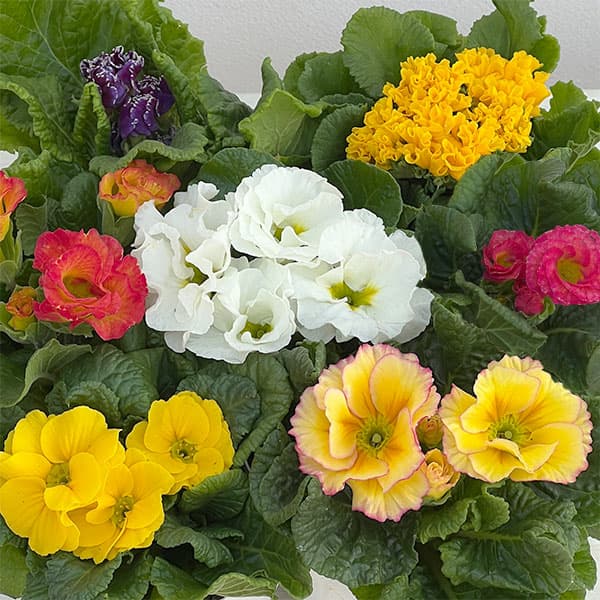 プリムラ： ローディ　ミックス3-3.5号ポット 6株セット