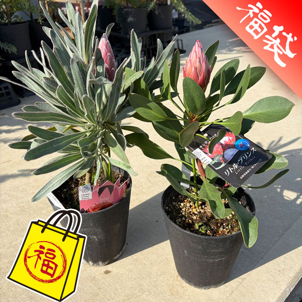 プロテア人気２種セット（リトルプリンス＆ジュリエット）