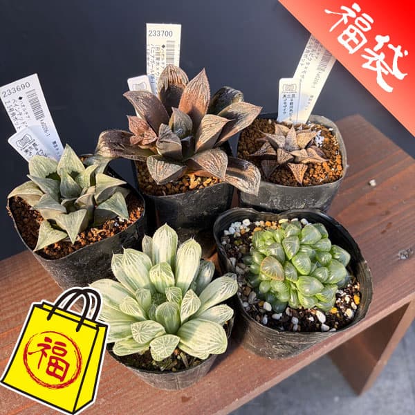 ハオルチア：福袋Aセット（5株セット）