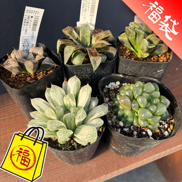 ハオルチア：福袋Cセット（5株セット）